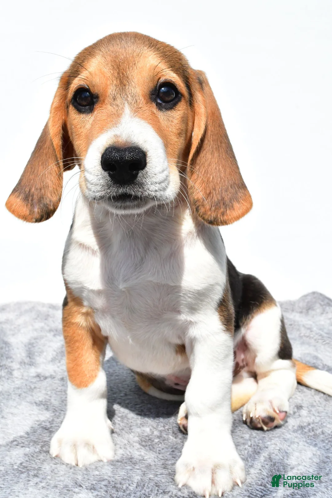 Beagle dogs for sale: Marty - Ad 1