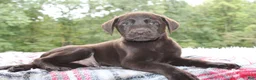 Labrador Retriever dogs for sale: Cocoa - Ad 3
