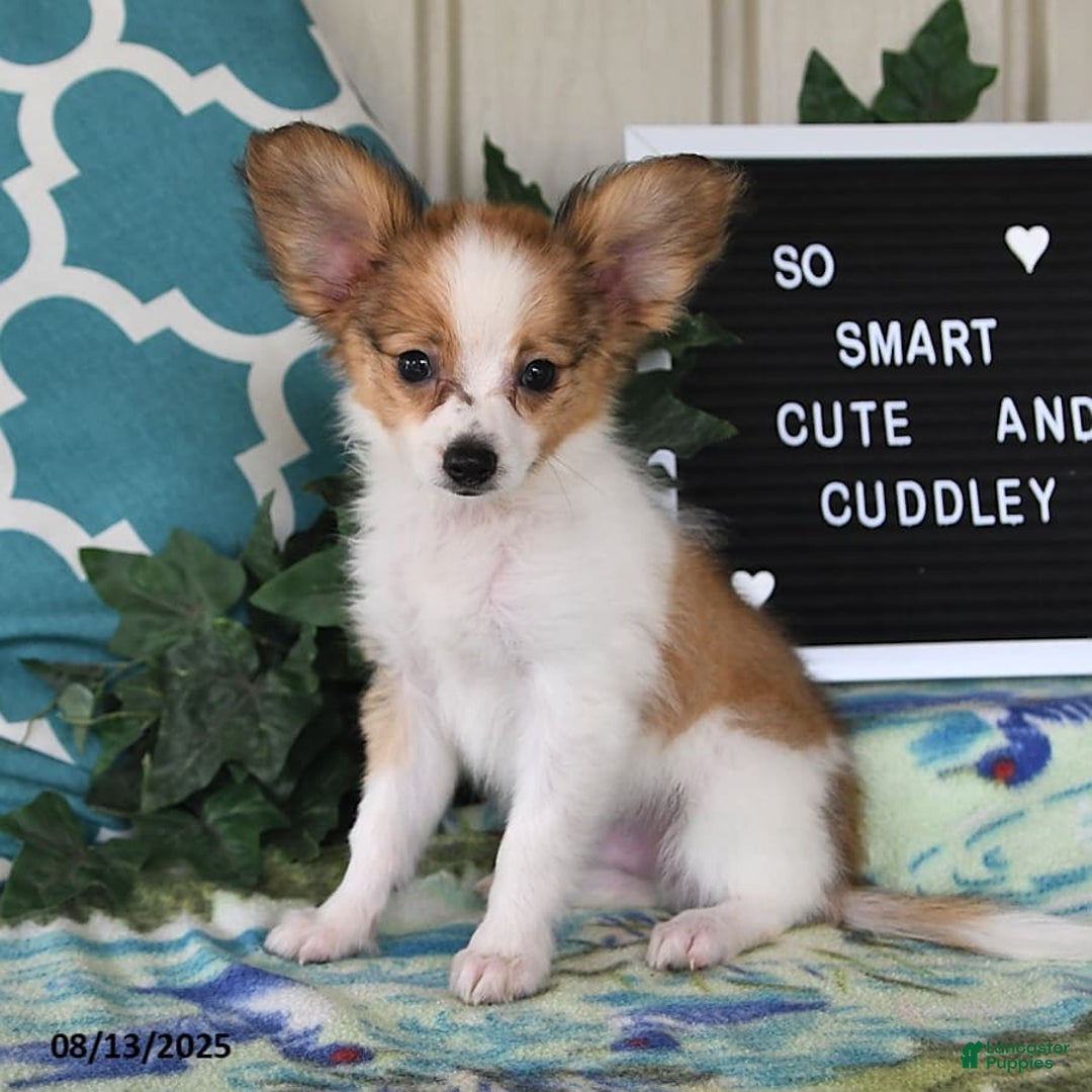 Papillon dogs for sale: Shadow - Ad 7