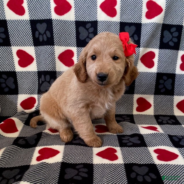 Mini Goldendoodle dogs Dottie- mini/ medium - Ad 40