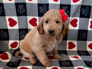 Mini Goldendoodle dogs Dottie- mini/ medium - Ad 21