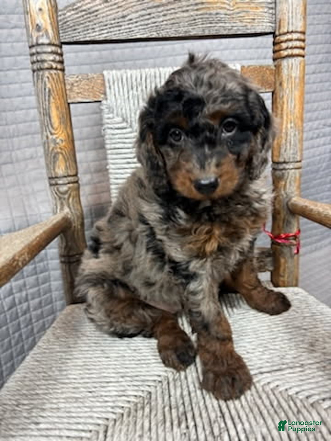 Mini Goldendoodle dogs for sale: Mira - Ad 3
