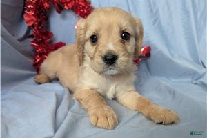 Mixed Breed dogs Bailey - Ad 1