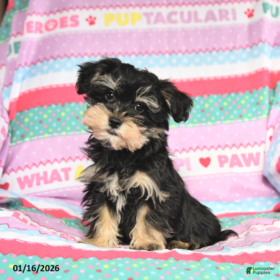 Morkie dogs Baxter - Ad 1