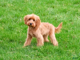 Cavapoo dogs Carson - Ad 25