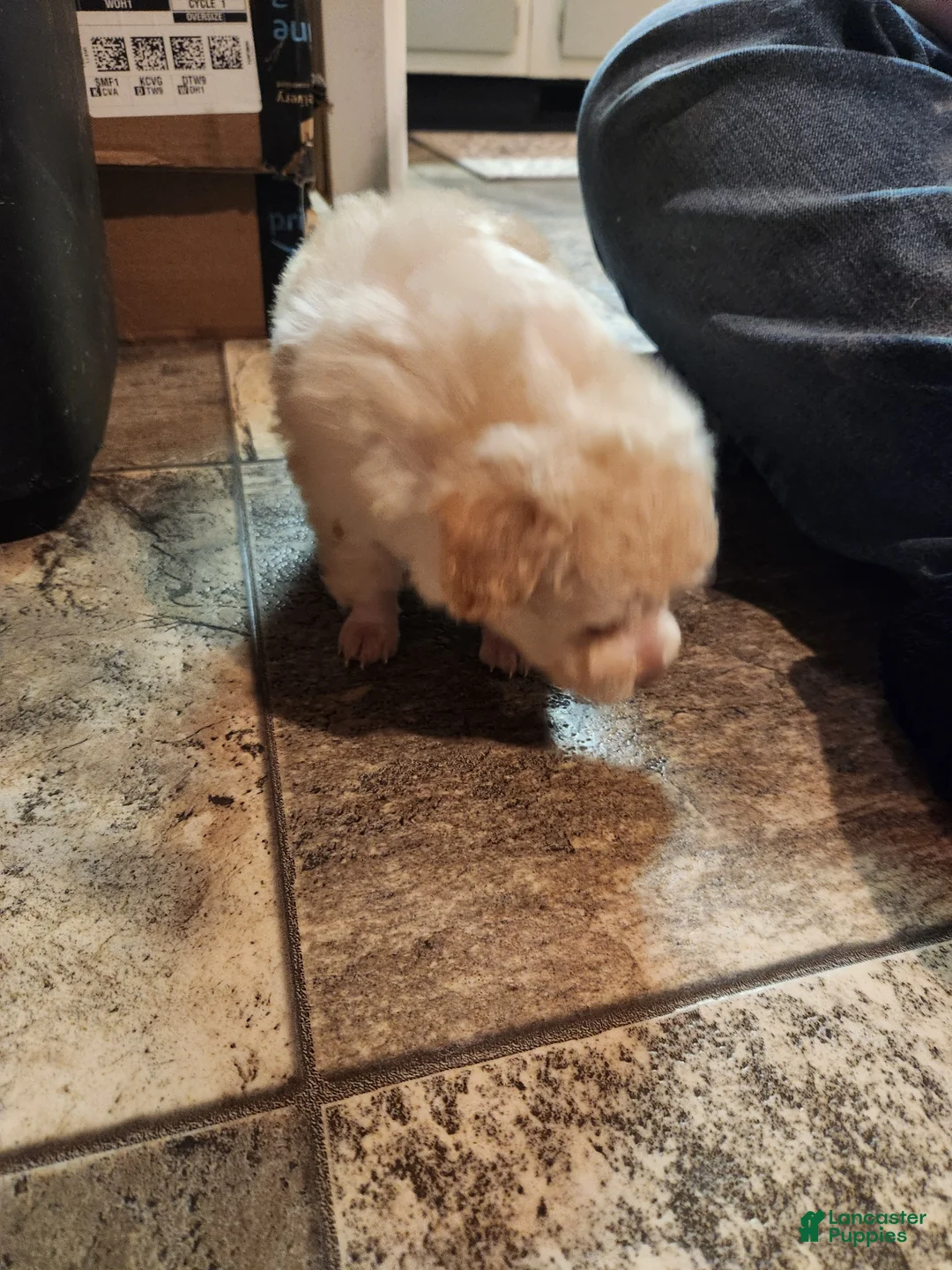 Havapoo dogs for sale: Havapoo Puppy 1 - Ad 16