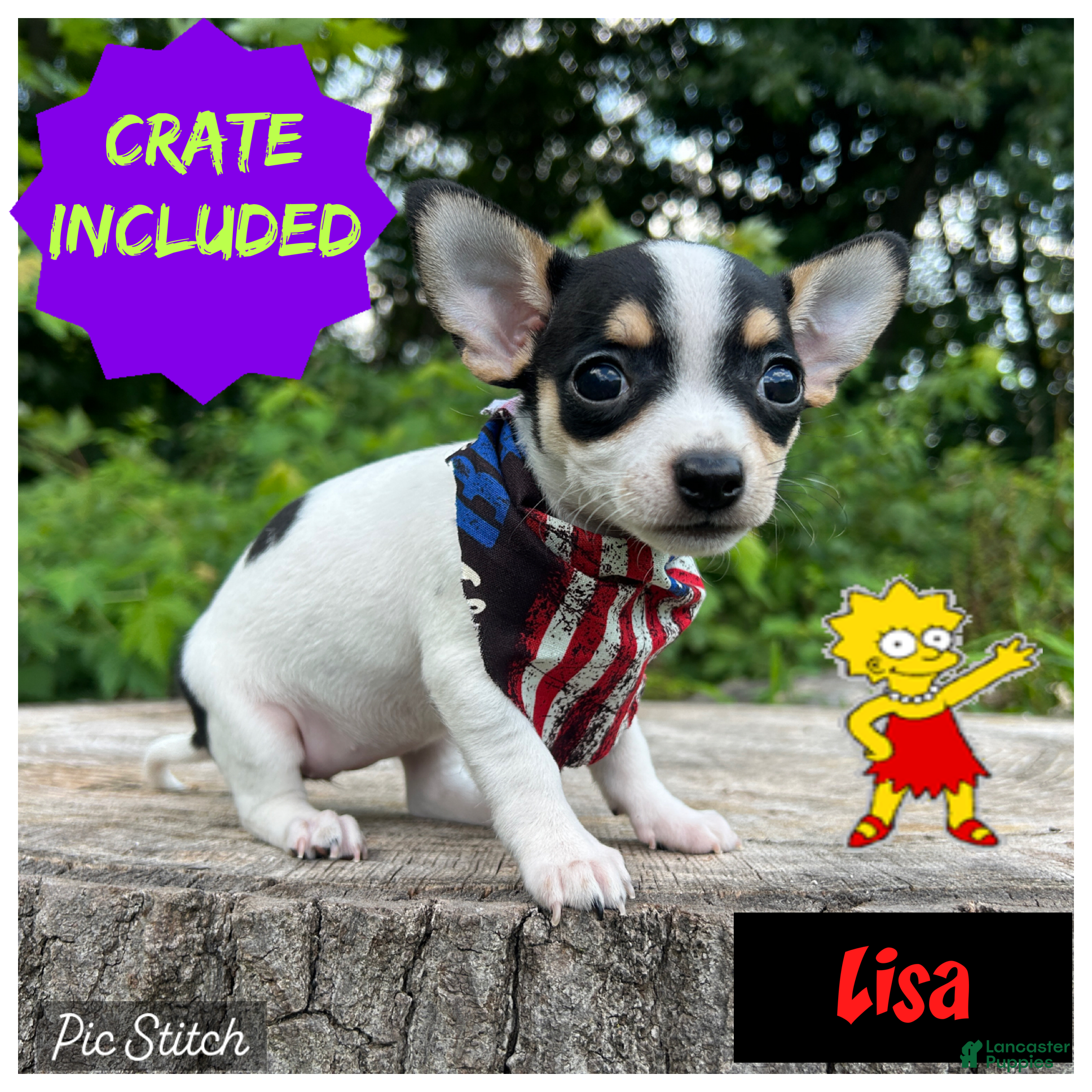 Chihuahua dogs 🐾Lisa~Tricolor Chihuahua - Ad 1