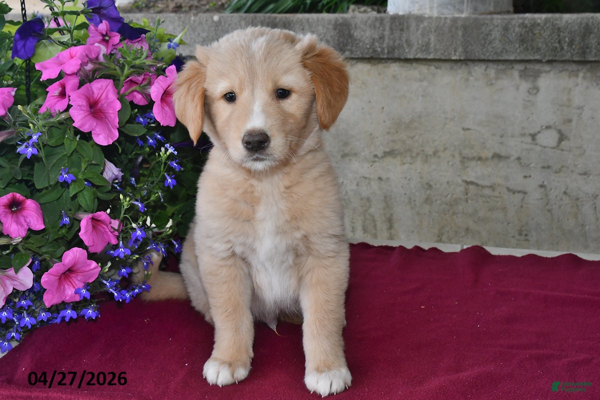 Goberian dogs Major - Ad 1