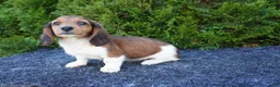 Miniature Dachshund dogs for sale: Bradly - Ad 4