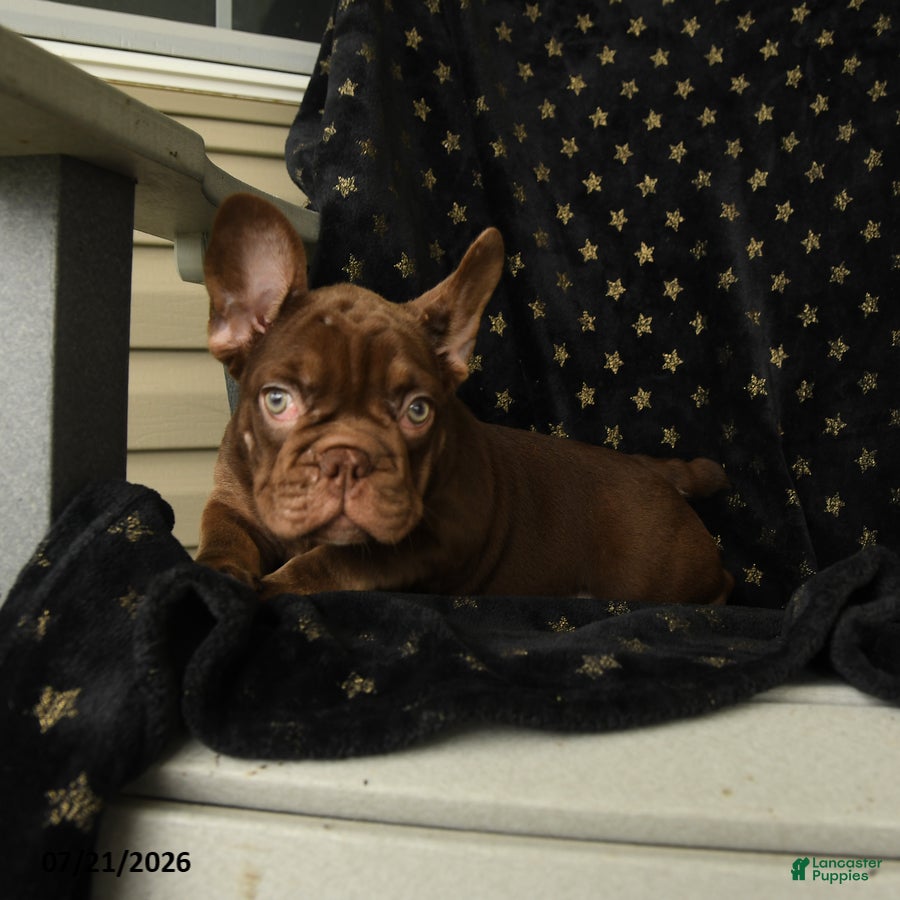 French Bulldog dogs Kona - Ad 1