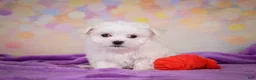 Maltese dogs for sale: Wiston - Ad 5