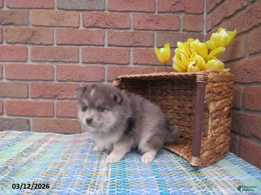 Pomsky dogs for sale: Bou  - Ad 3