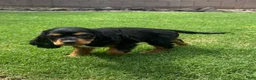 Cocker Spaniel dogs for sale: Cocker Spaniel 1 - Ad 12