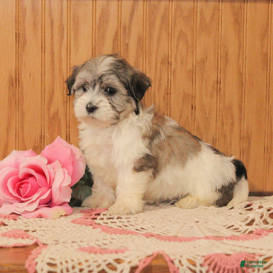 Malshi dogs for sale: Jasmine - Ad 3