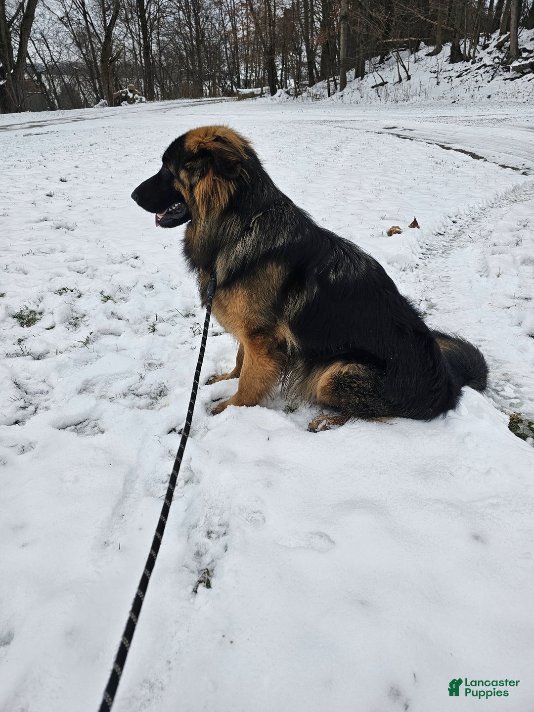 German Shepherd dogs for sale: Cannon - Ad 4