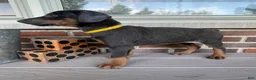 Doberman Pinscher dogs for sale: Rogue - Ad 2