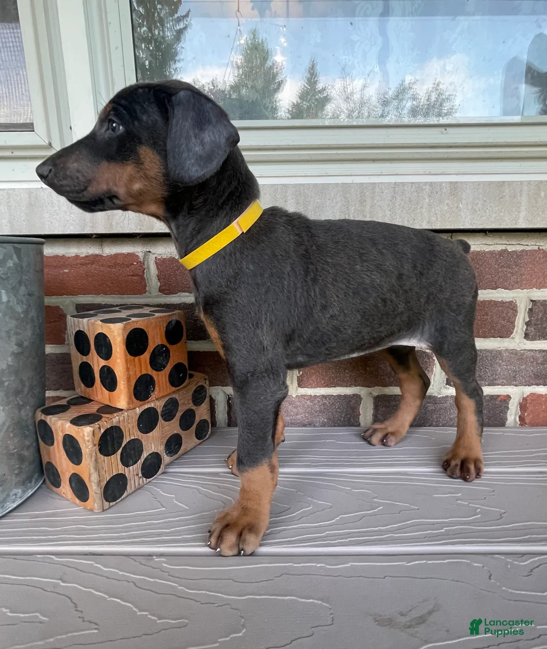 Doberman Pinscher dogs for sale: Rogue - Ad 2