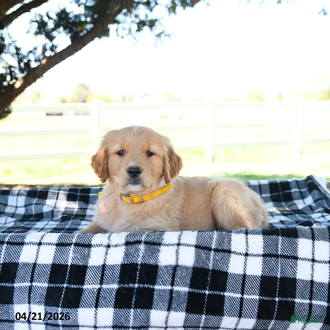 Golden Retriever dogs for sale: Andi - Ad 3