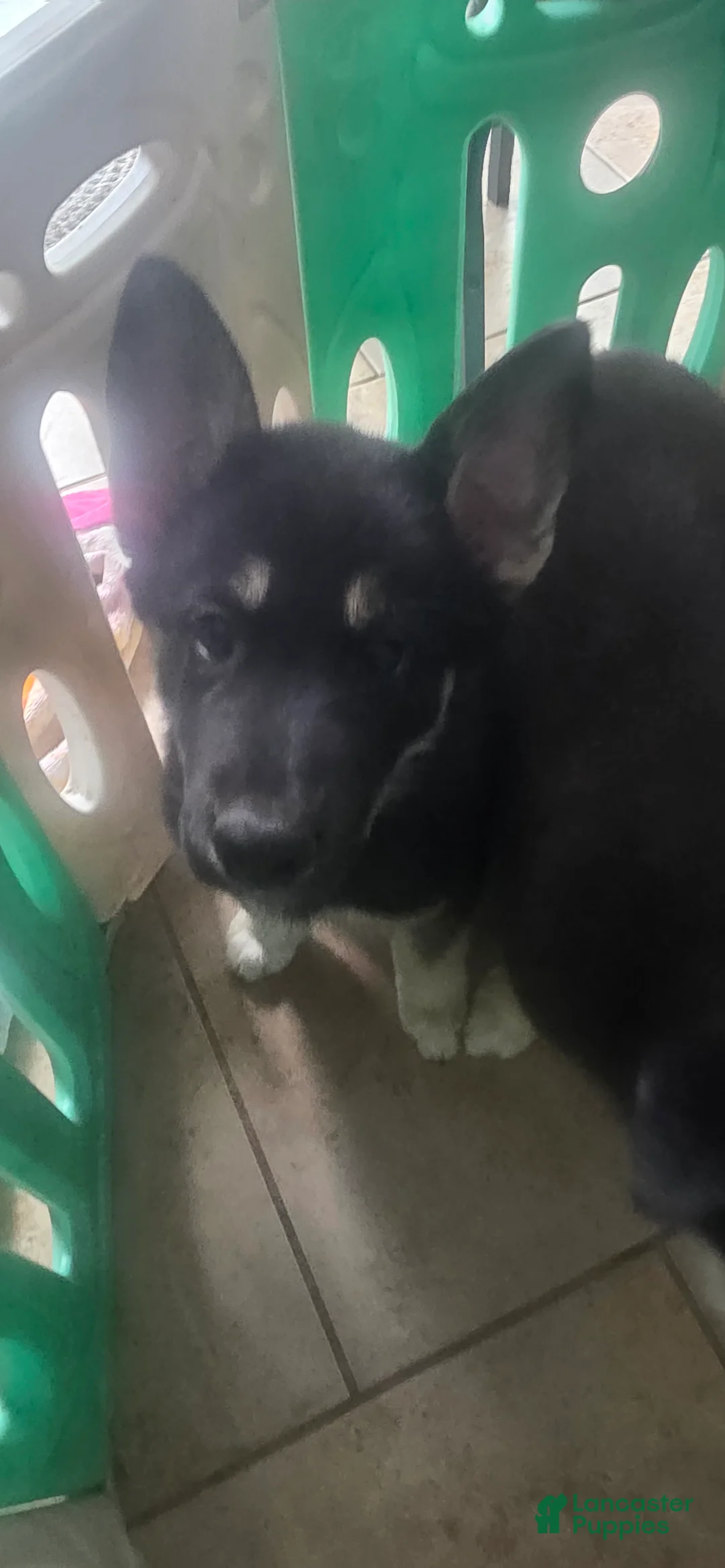 Gerberian Shepsky dogs for sale: Nefertari  - Ad 2