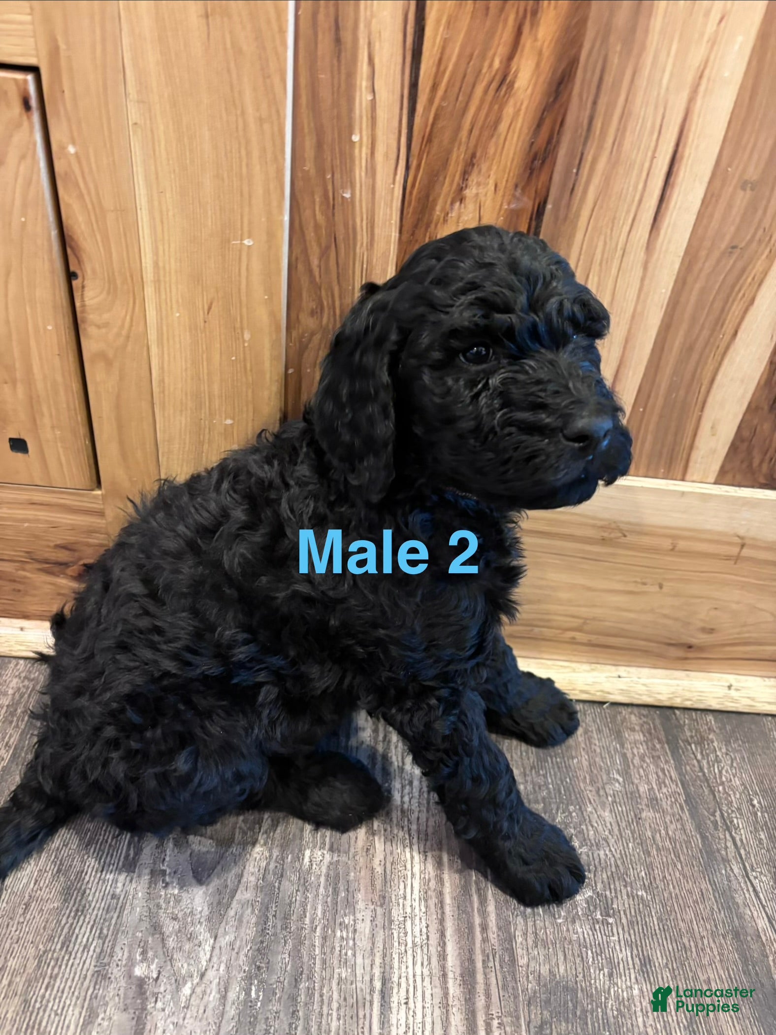Labradoodle dogs Labradoodle Puppy 3 - Ad 32