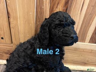 Labradoodle dogs Labradoodle Puppy 3 - Ad 32