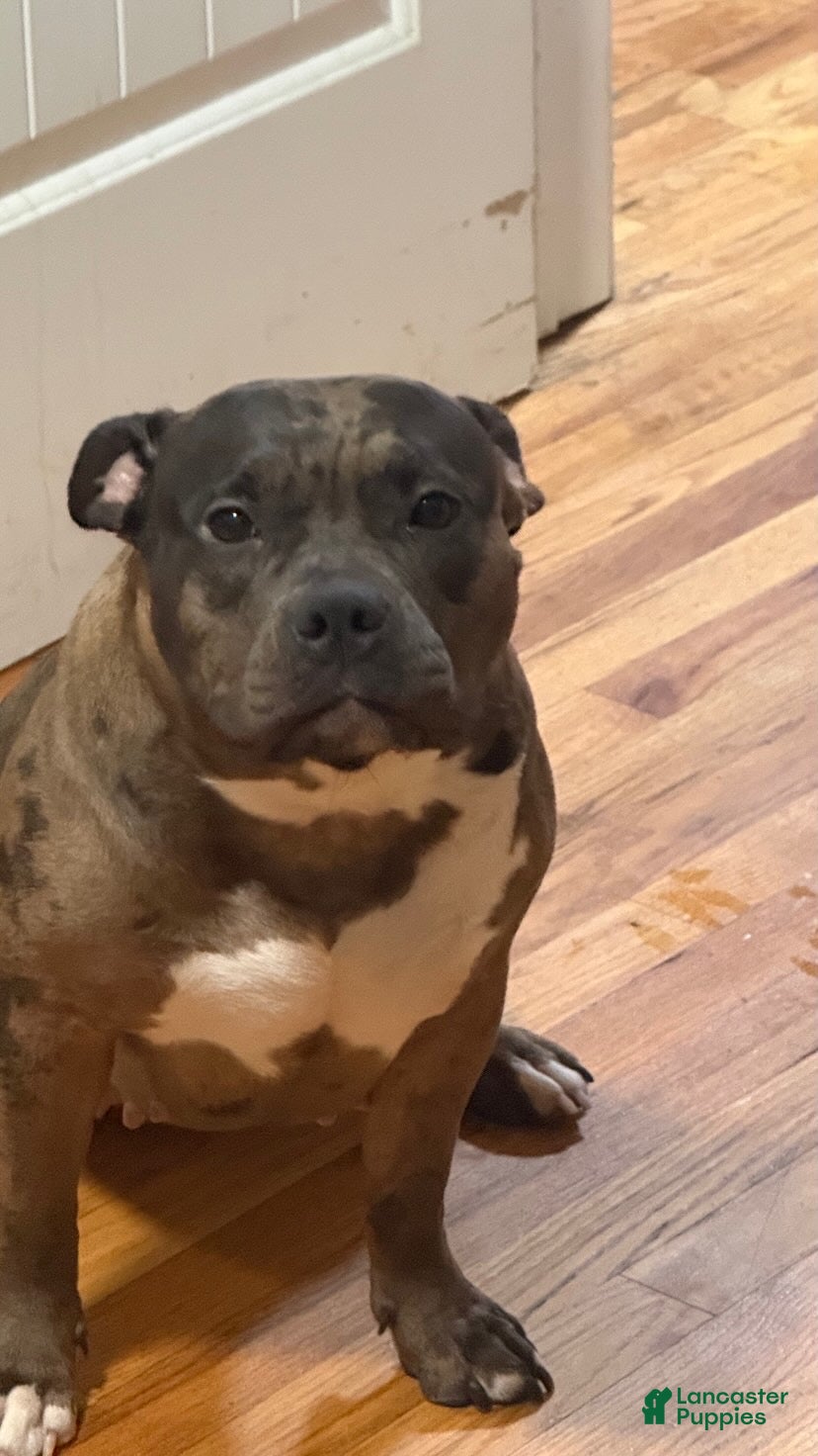 American Bully dogs for sale: Armani Litter - Ad 2