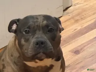 American Bully dogs for sale: Armani Litter - Ad 2