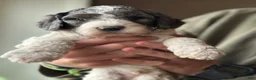 Standard Poodle dogs for sale: Standard Poodle Puppy 1 - Ad 7