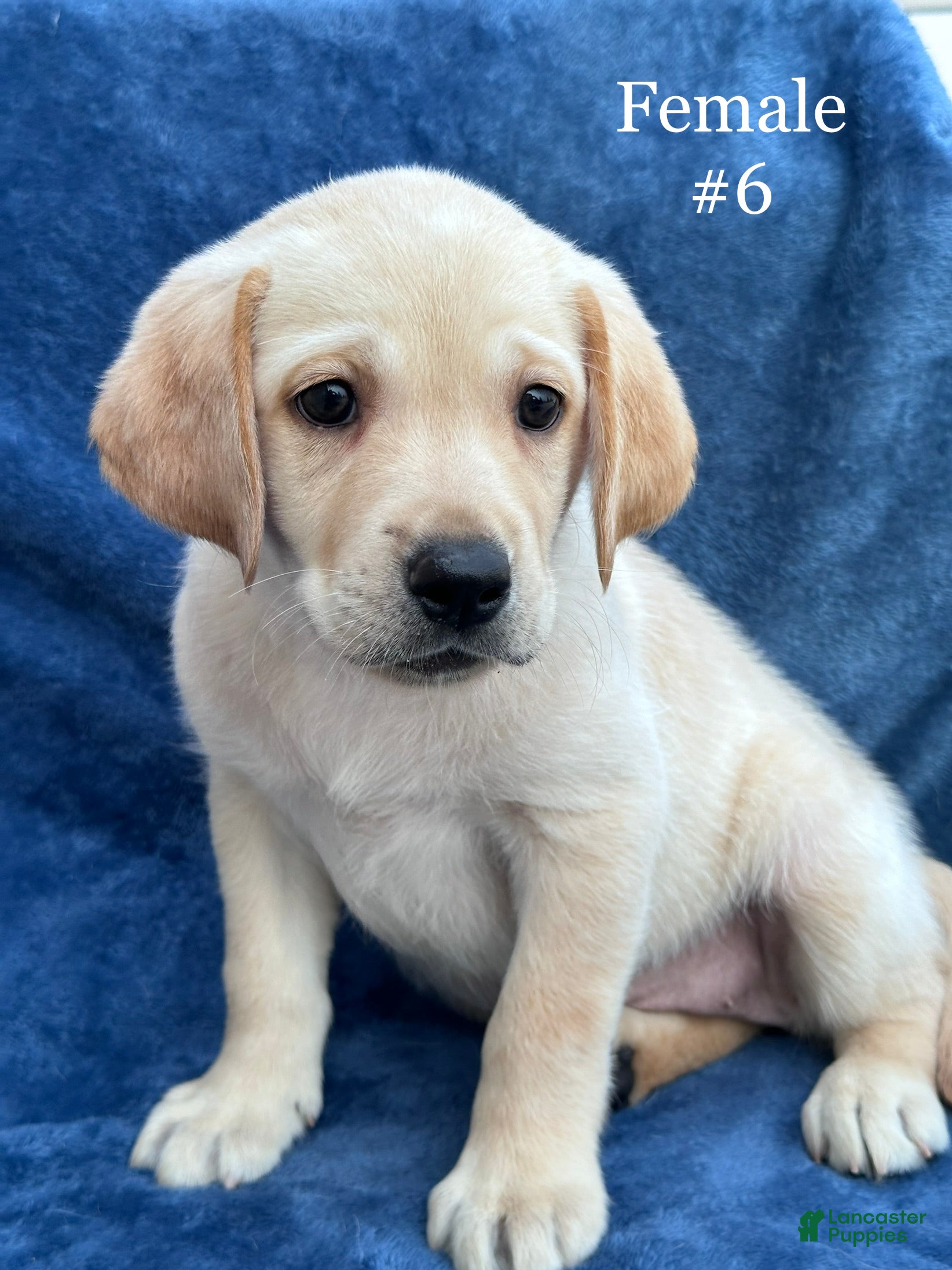 Labrador Retriever dogs Female #6 aka sixth born - Ad 1