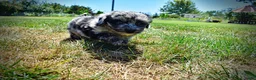 Havapoo dogs for sale: Indy - Ad 19