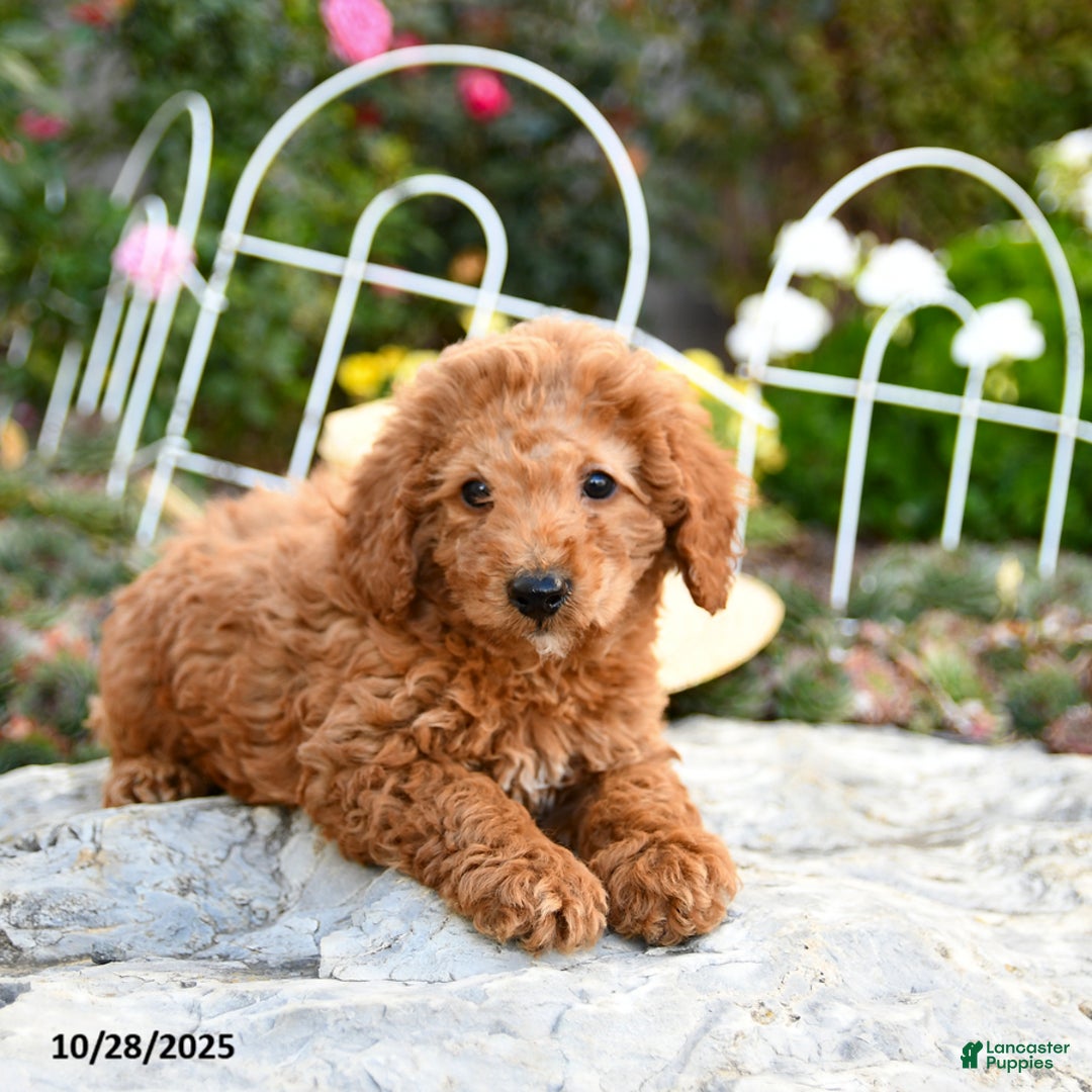 Miniature Poodle dogs for sale: Tucker - Ad 5