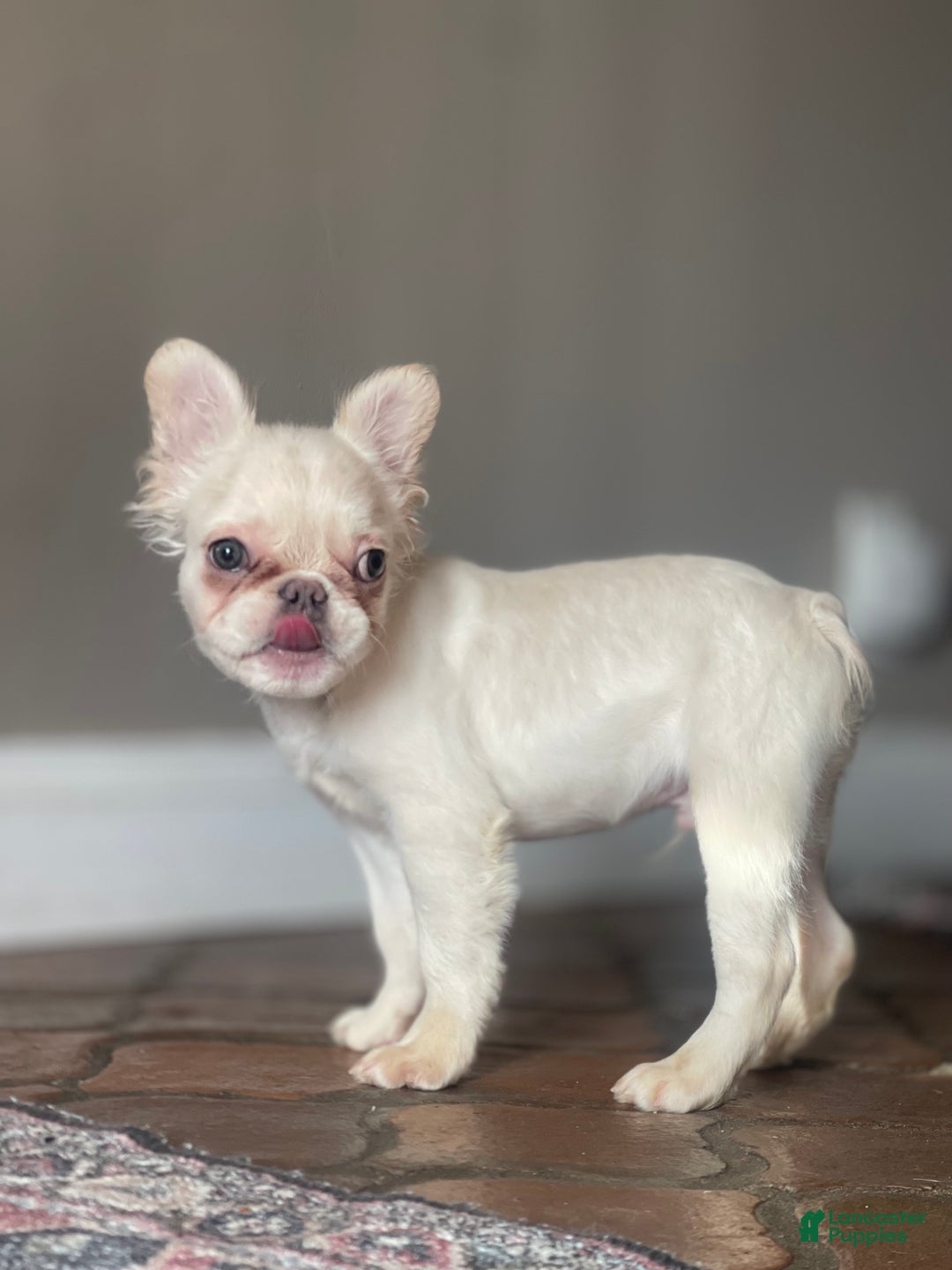 French Bulldog dogs for sale: Snail - Ad 4