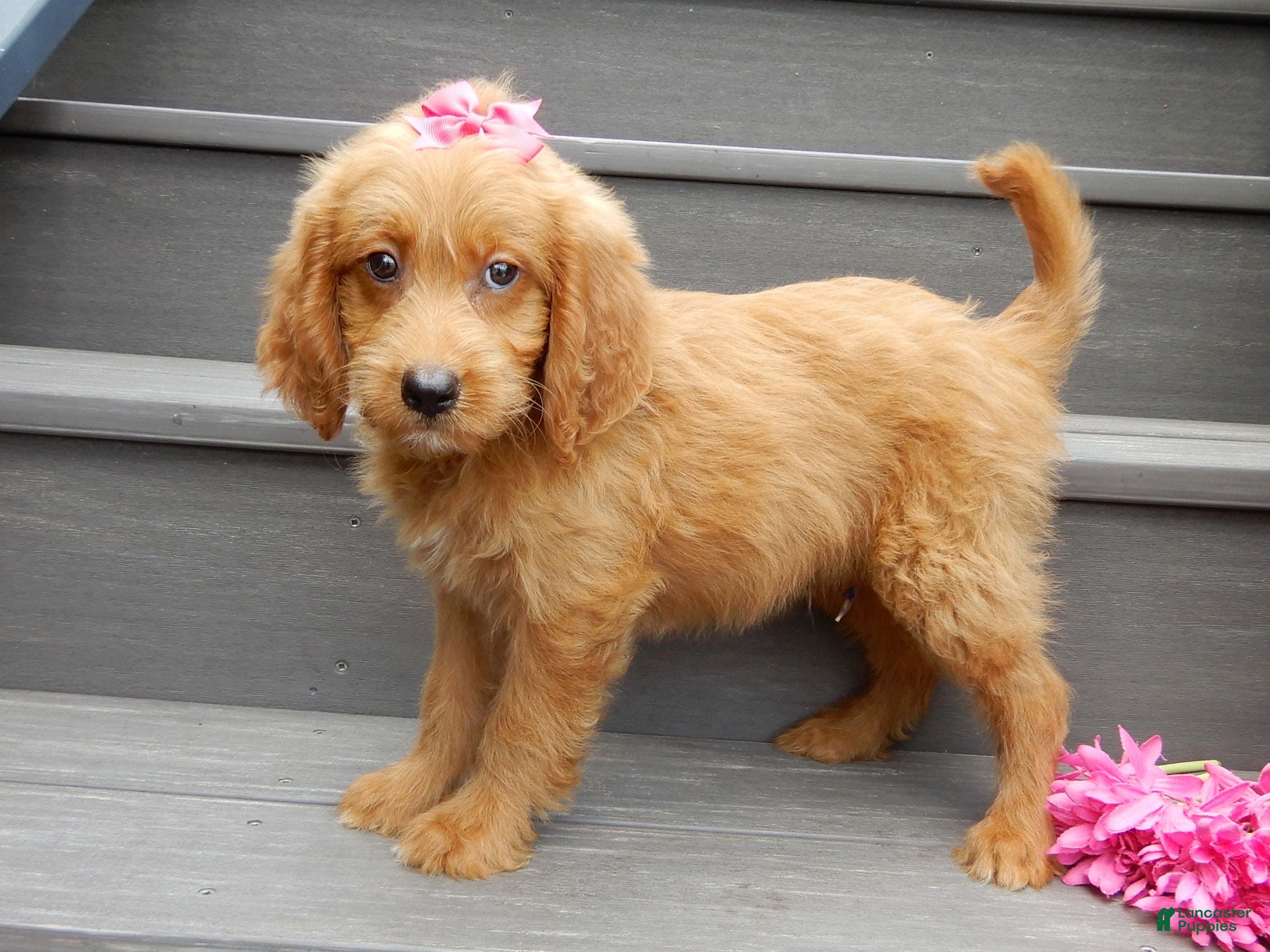 Mini Goldendoodle dogs Bella - Ad 2