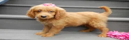 Mini Goldendoodle dogs for sale: Bella - Ad 2