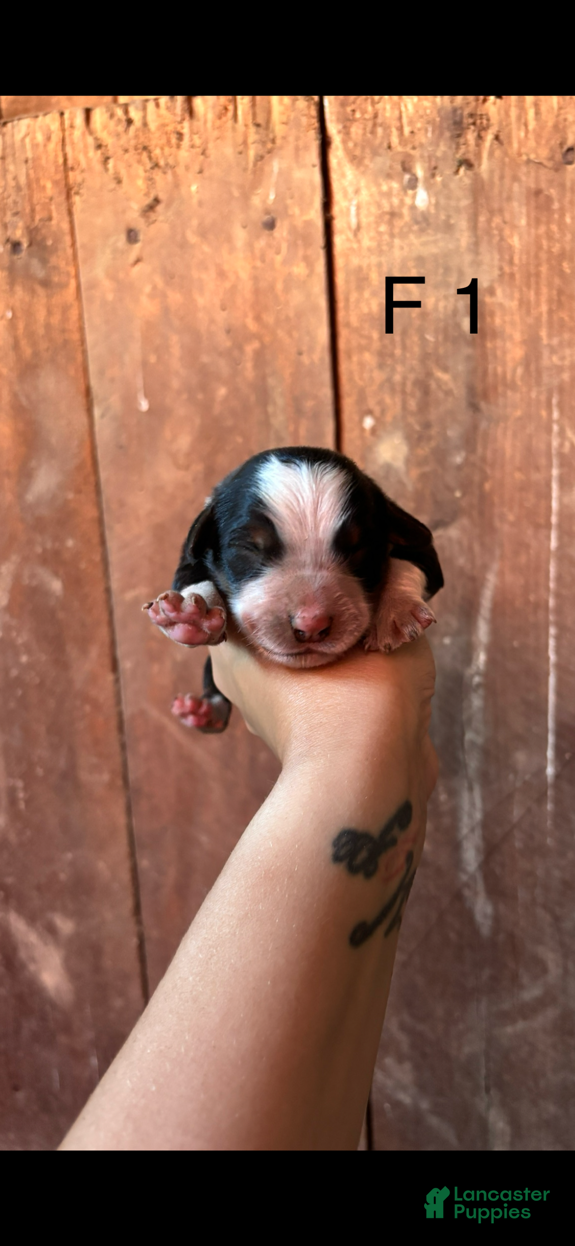 Bernese Mountain Dog dogs Bernese Mountain Dog F1 - Ad 1