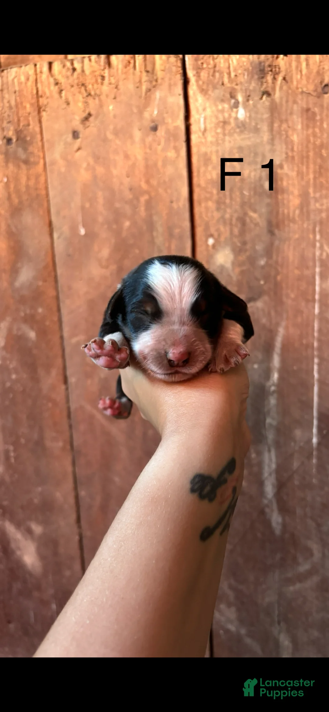 Bernese Mountain Dog dogs for sale: Bernese Mountain Dog F1 - Ad 1