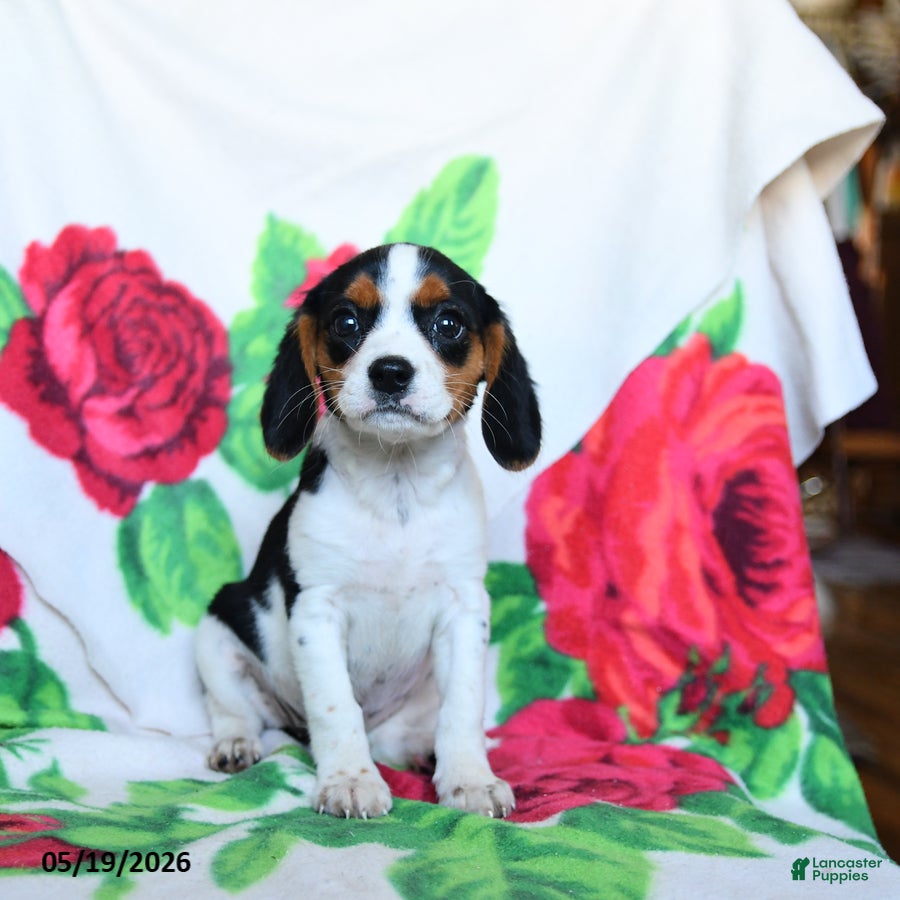 Beaglier dogs Chamomile - Ad 1