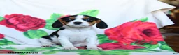 Beaglier dogs for sale: Chamomile - Ad 1