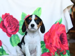 Beaglier dogs for sale: Chamomile - Ad 3