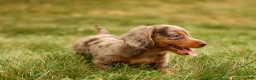 Miniature Dachshund dogs for sale: BUDDY - Ad 12