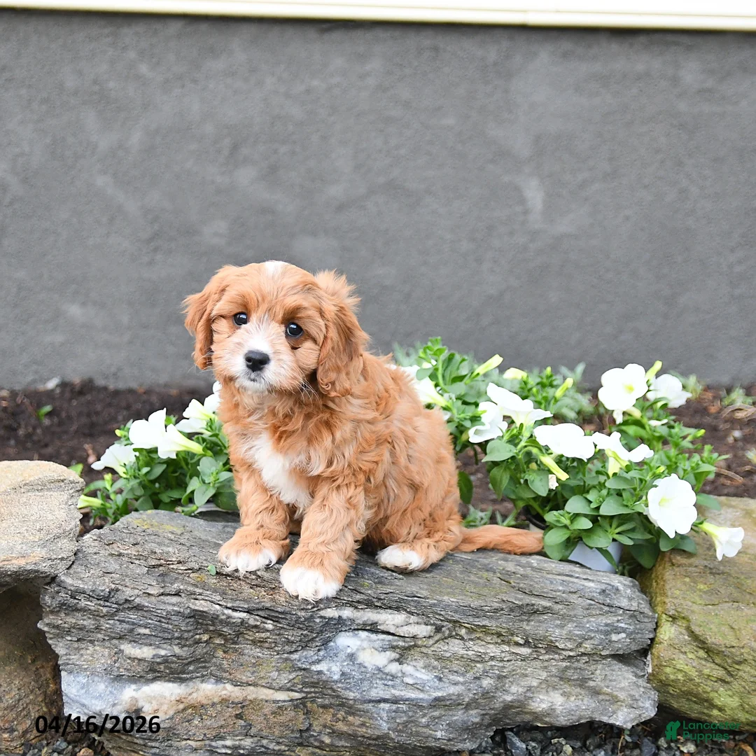 Cavapoo dogs for sale: Eva - Ad 2