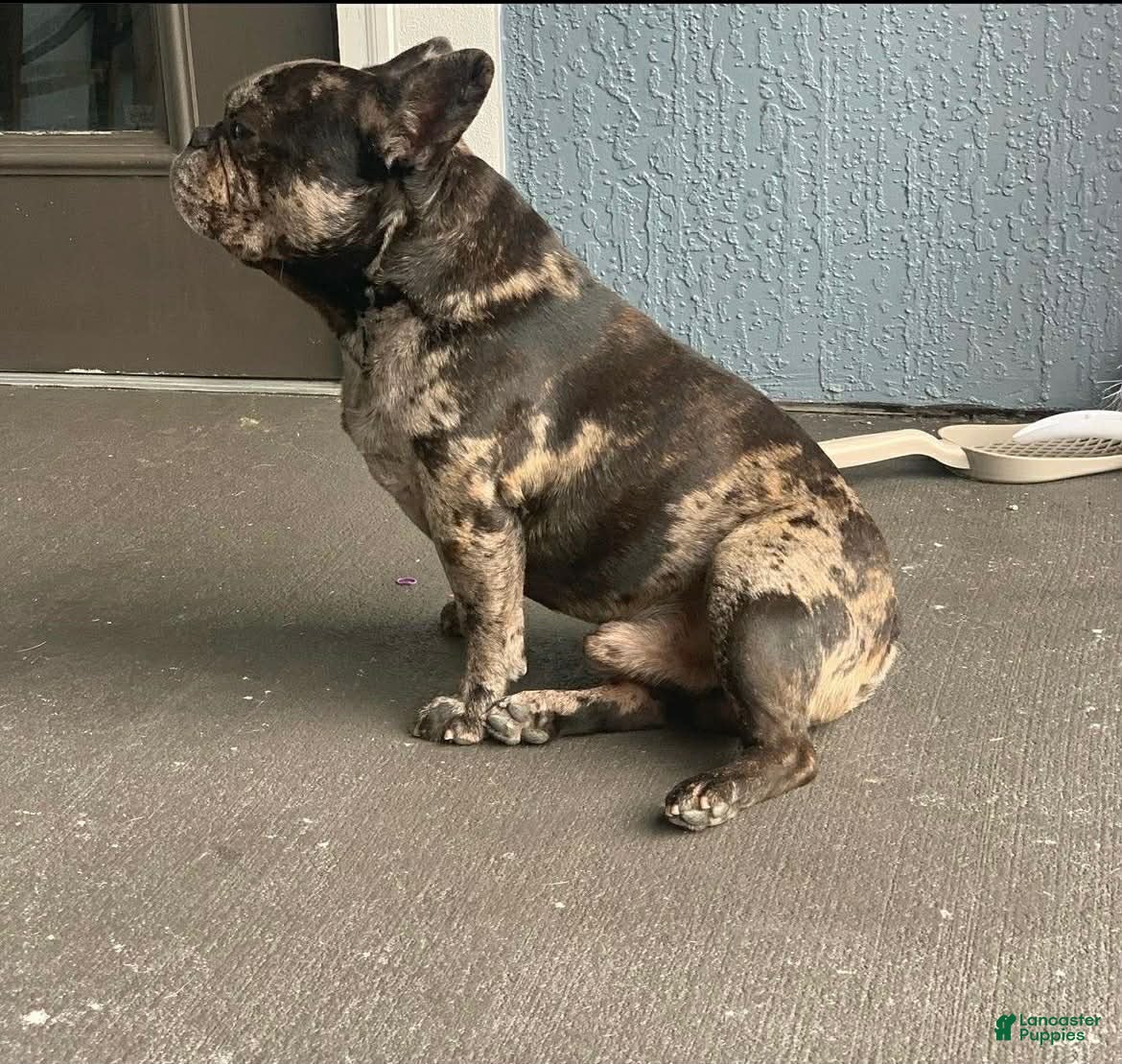 French Bulldog dogs French Bulldog Puppy 1 - Ad 11