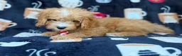 Cavapoo dogs for sale: Milo  - Ad 4