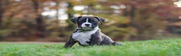 Boxer dogs for sale: Carter - Ad 3