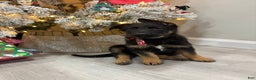 German Shepherd dogs for sale: German Shepherd Puppy 1 - Ad 1
