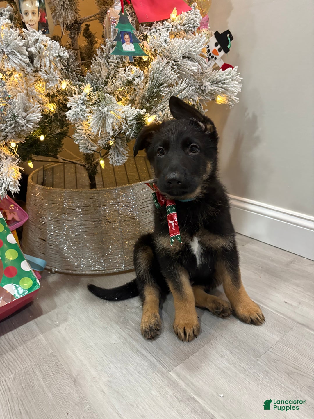 German Shepherd dogs for sale: German Shepherd Puppy 1 - Ad 1