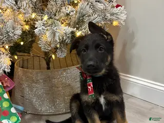 German Shepherd dogs German Shepherd Puppy 1 - Ad 8