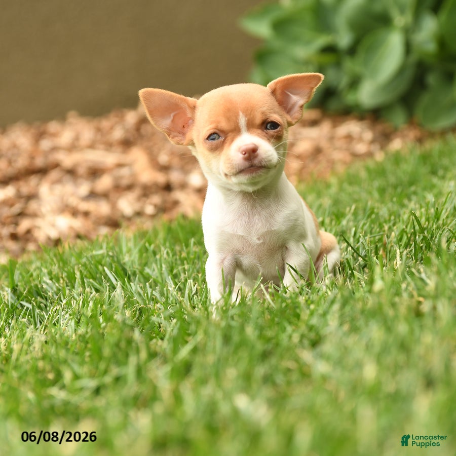 Chihuahua dogs Judy - Ad 1