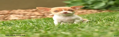Judy