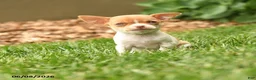 Chihuahua dogs for sale: Judy - Ad 1